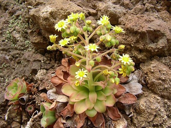 Aeonium glandulosum