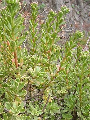 Aeonium spathulatum