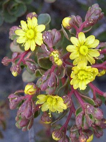 Aeonium spathulatum