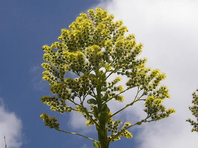 AEONIUM UNDULATUM Webb et Berthel.