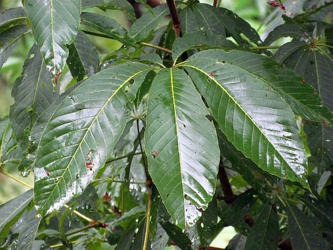 AESCULUS INDICA (Wall. ex Cambess.) Hook. – jírovec indický / pagaštan