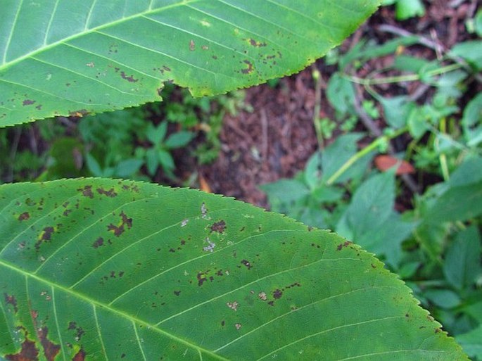 Aesculus indica