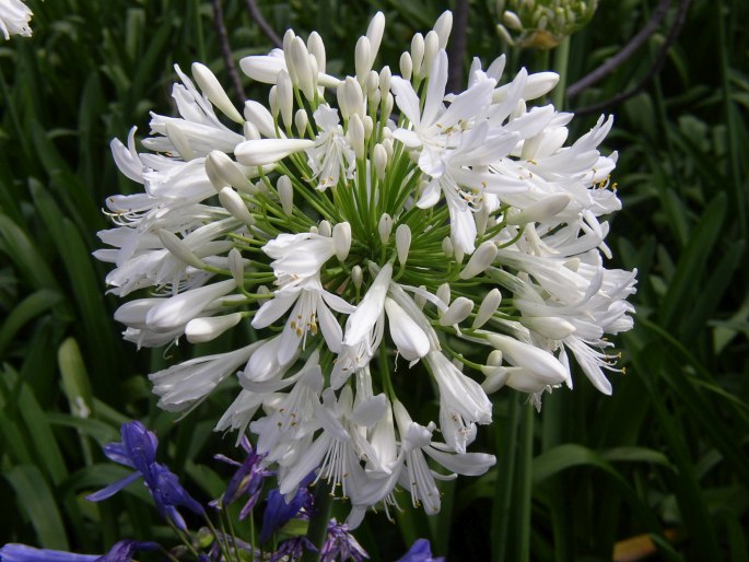 Agapanthus praecox