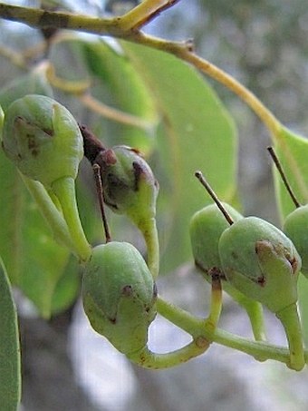 Agarista salicifolia