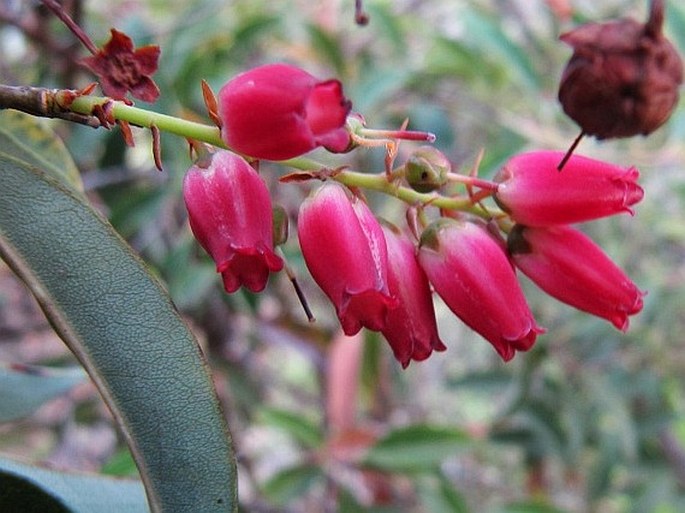 AGARISTA SALICIFOLIA (Comm. ex Lam.) G. Don