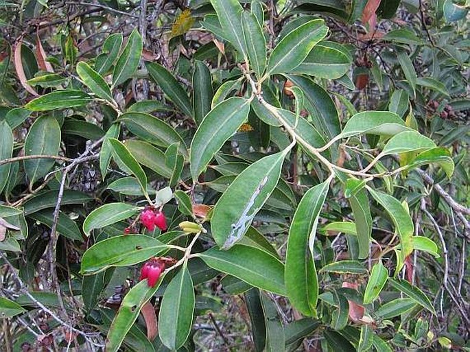 Agarista salicifolia