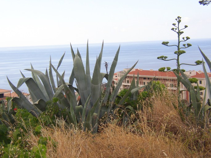 AGAVE AMERICANA L. – agáve obecná