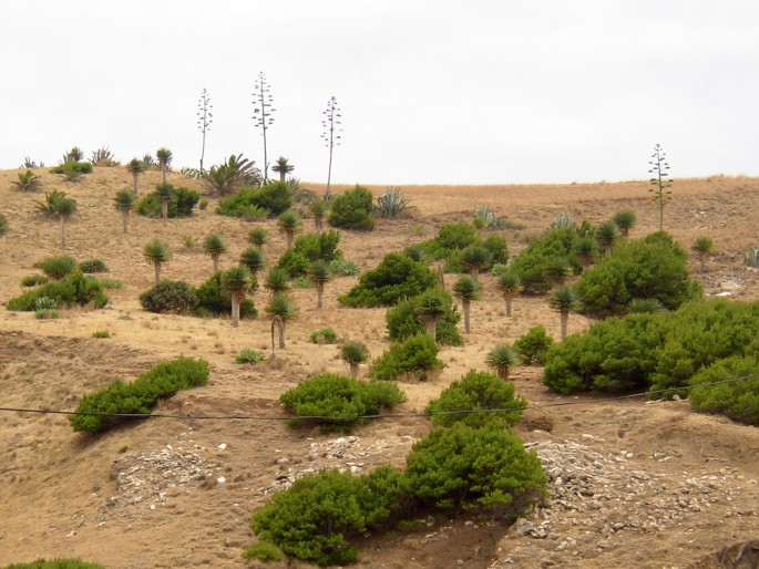 Agave americana