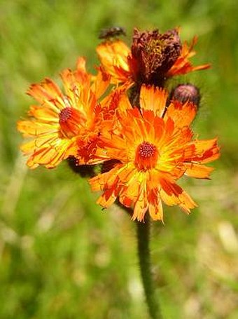 Pilosella aurantiaca