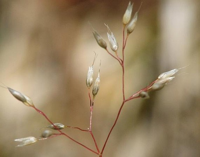 AIRA CARYOPHYLLEA L. – ovsíček obecný / ovsienka mnohokvetá