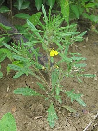 Ajuga chamaepitys