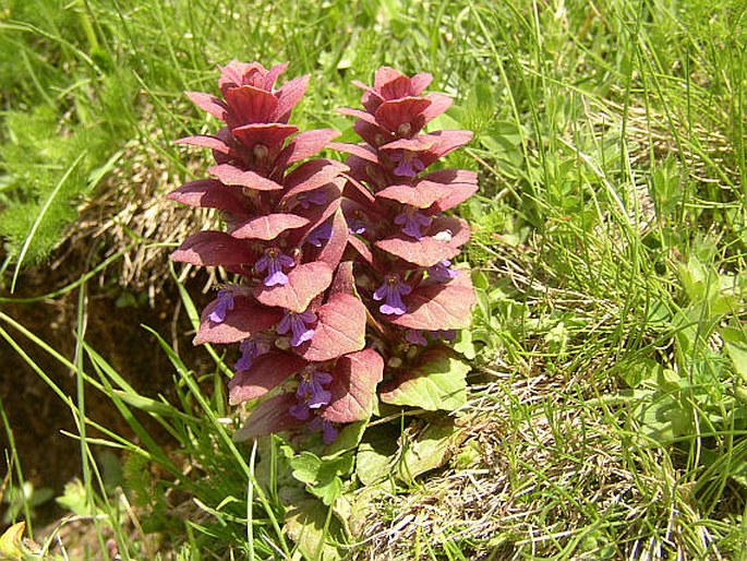 Ajuga pyramidalis