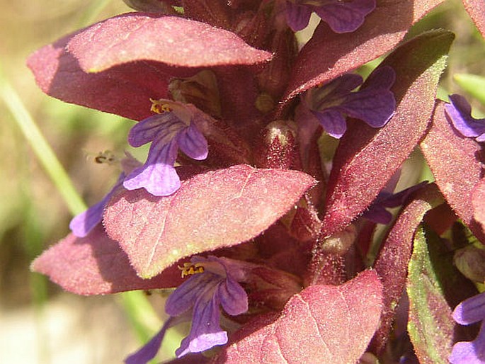 Ajuga pyramidalis