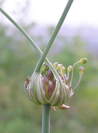 Allium oleraceum