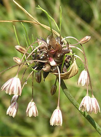 Allium oleraceum