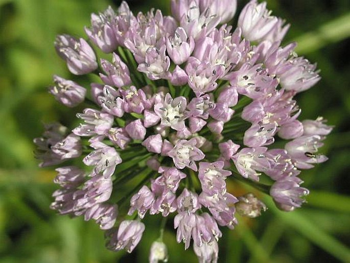 Allium angulosum