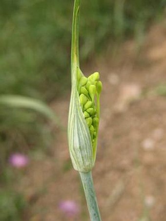 Allium flavum