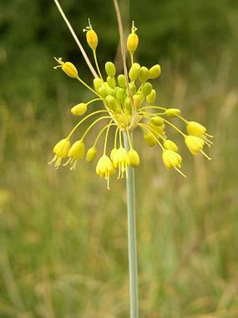 Allium flavum