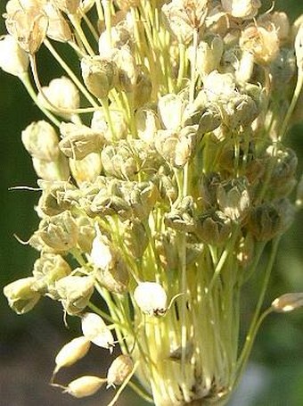Allium flavum