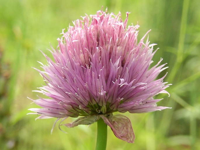 ALLIUM SCHOENOPRASUM subsp. ALPINUM (DC.) Čelak. – pažitka pobřežní horská / cesnak pažítkový alpínsky