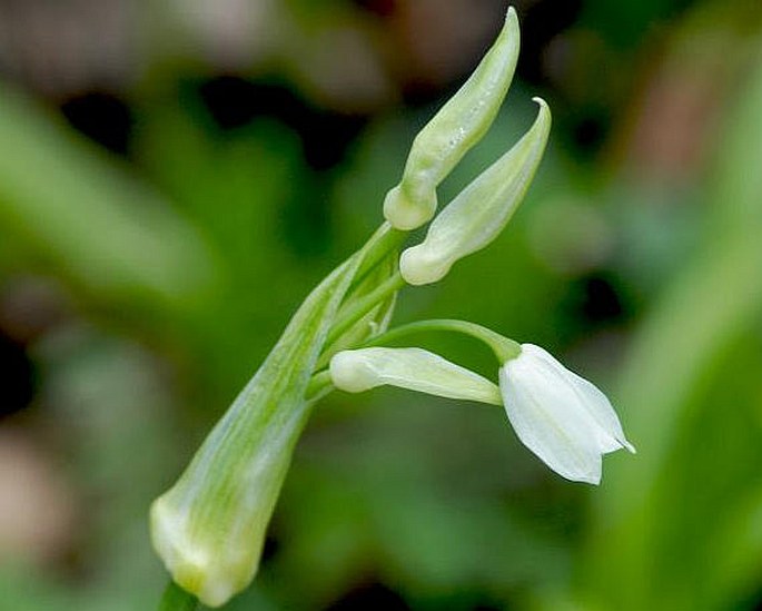 Allium paradoxum