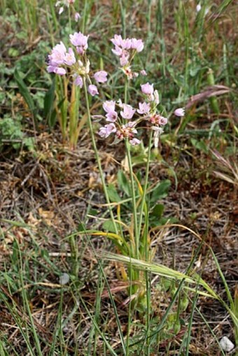 Allium roseum