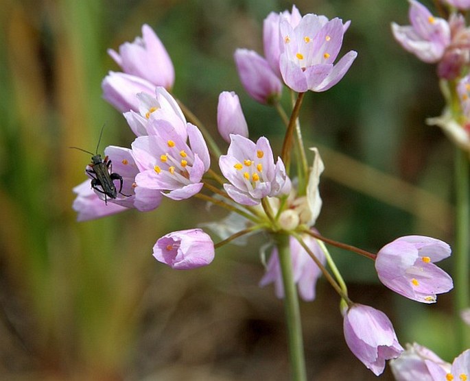 Allium roseum