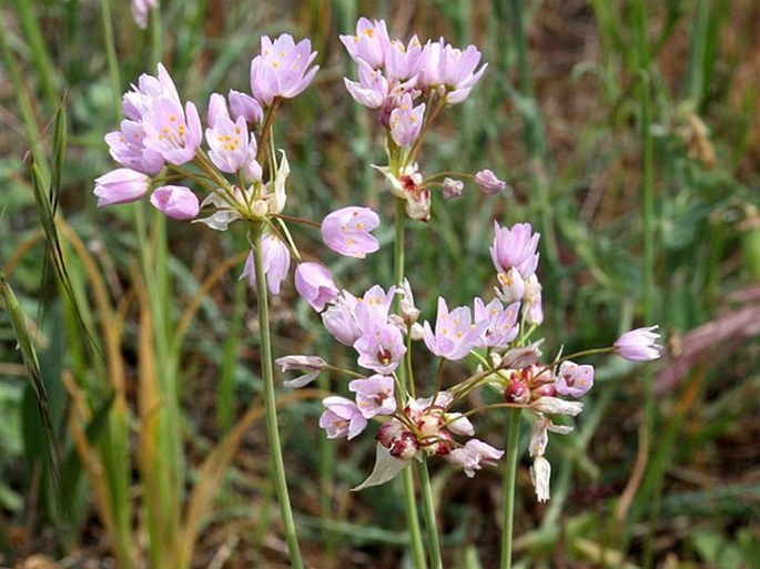 ALLIUM ROSEUM L. – česnek / cesnak