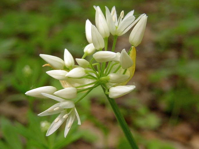 Allium ursinum