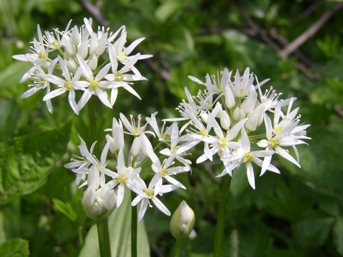 ALLIUM URSINUM L. – česnek medvědí / cesnak medvedí