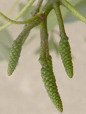 Alnus cordata