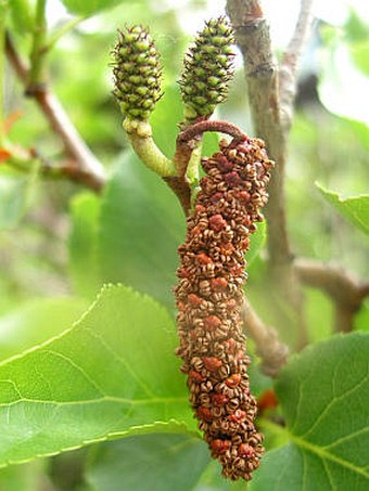 Alnus cordata