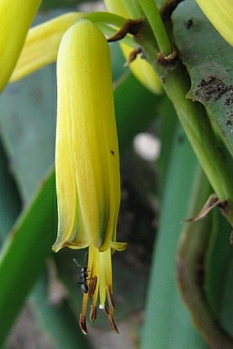 Aloe pendens