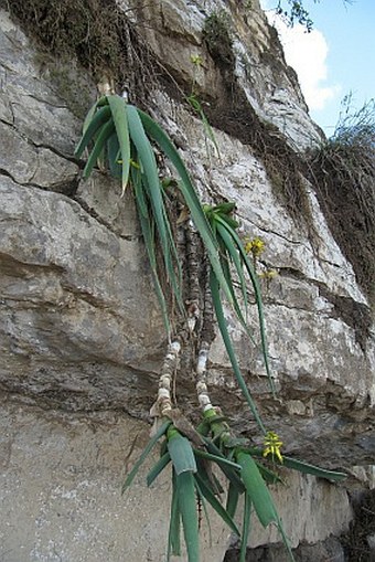 Aloe pendens