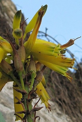 Aloe pendens