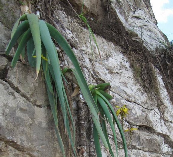 Aloe pendens