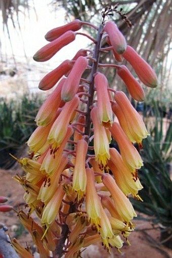 Aloe perryi