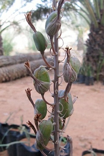 Aloe perryi