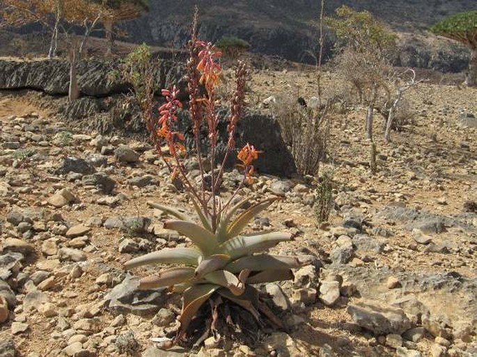 Aloe perryi