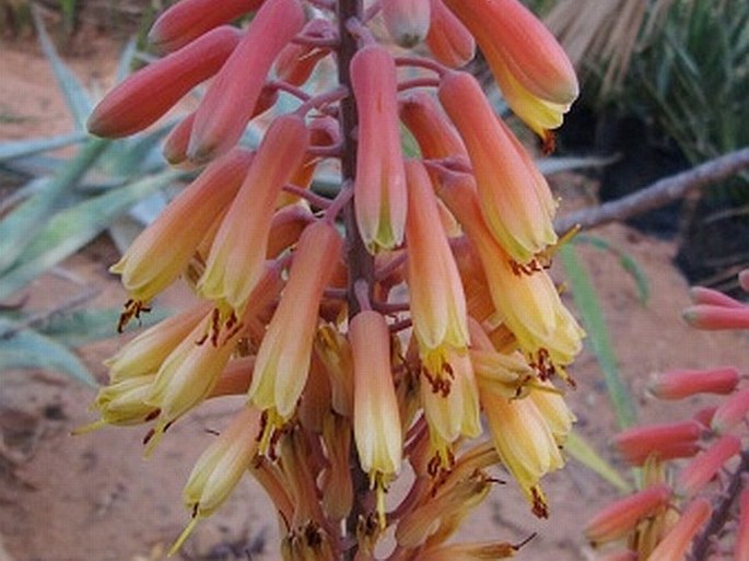 Aloe perryi