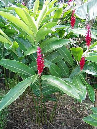 Alpinia purpurata