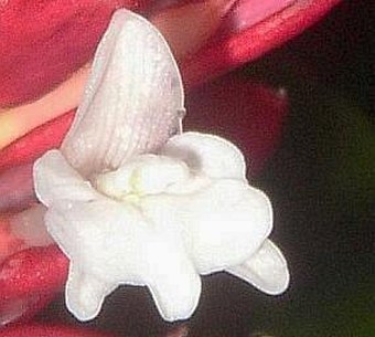 Alpinia purpurata