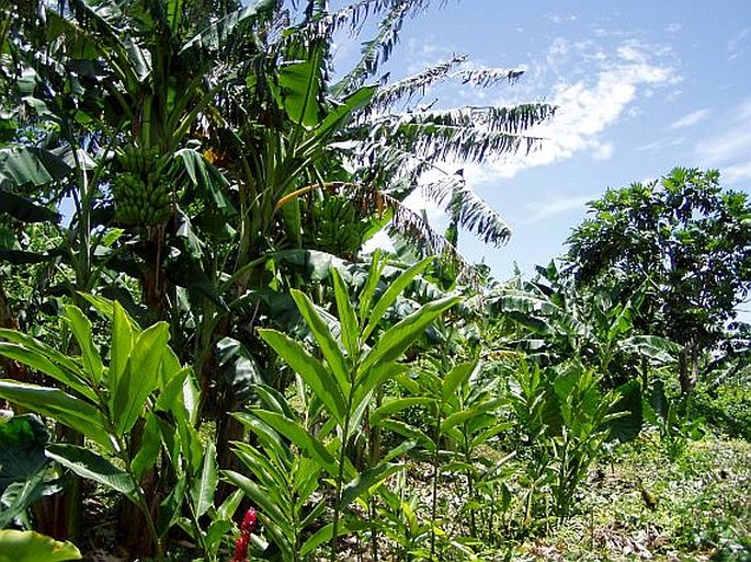 Alpinia purpurata