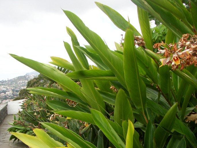 Alpinia zerumbet