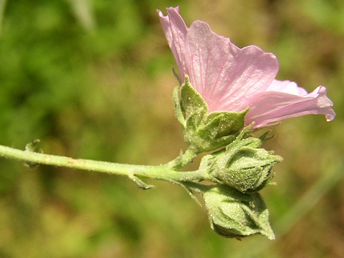 Althaea cannabina