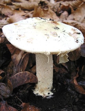 Amanita citrina