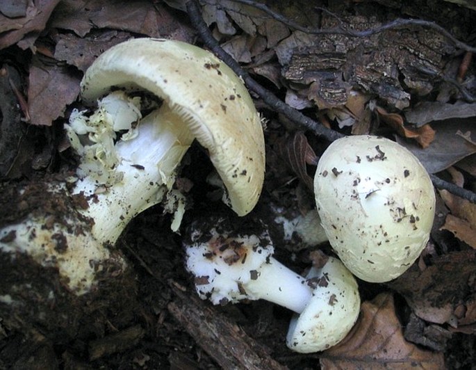 Amanita citrina