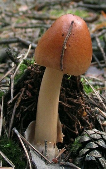 Amanita fulva