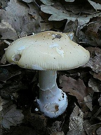 Amanita gemmata