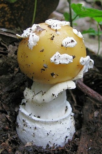 Amanita gemmata